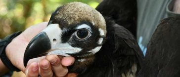 BTA: Pui de vultur negru, o specie pe cale de dispariție din Munții Rodopi, echipați cu transmițătoare GPS