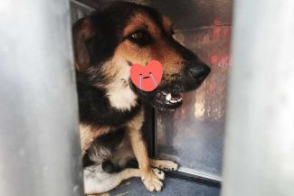 Gorj: Un câine cu traumatisme grave a fost recuperat de salvamontiști din zona Vârfului Păpușa