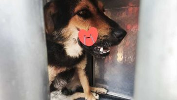 Gorj: Un câine cu traumatisme grave a fost recuperat de salvamontiști din zona Vârfului Păpușa