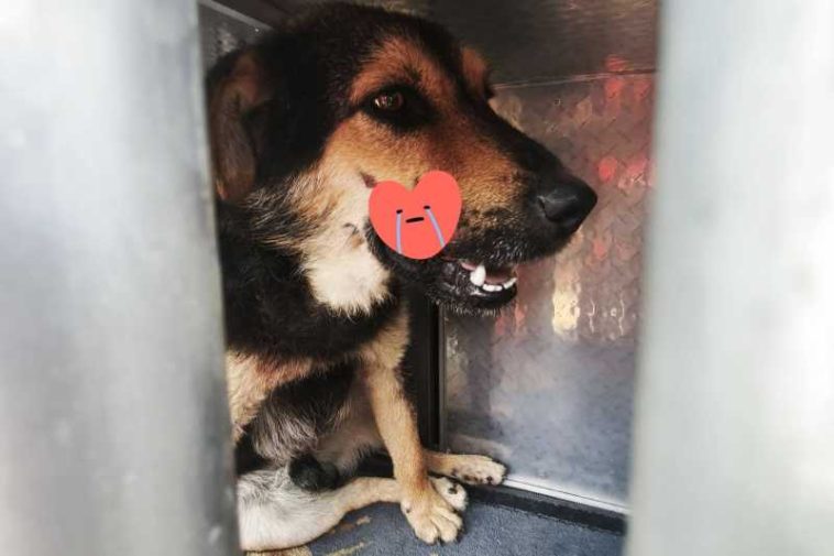 Gorj: Un câine cu traumatisme grave a fost recuperat de salvamontiști din zona Vârfului Păpușa