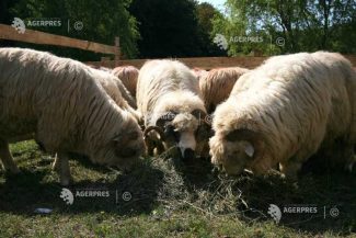 Buzău: Peste 57.000 de ovine comercializate doar anul acesta, înainte de interdicția CE și apariția focarului de variolă