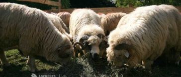 Buzău: Peste 57.000 de ovine comercializate doar anul acesta, înainte de interdicția CE și apariția focarului de variolă