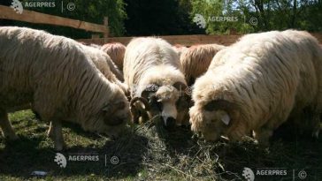 Buzău: Peste 57.000 de ovine comercializate doar anul acesta, înainte de interdicția CE și apariția focarului de variolă