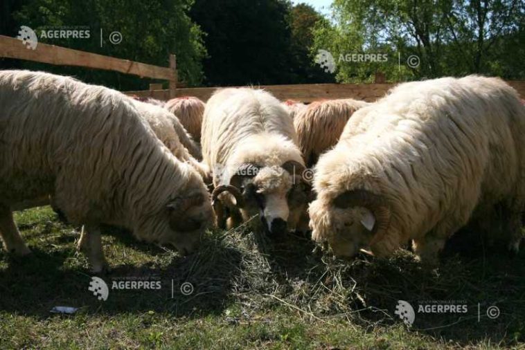 Buzău: Peste 57.000 de ovine comercializate doar anul acesta, înainte de interdicția CE și apariția focarului de variolă