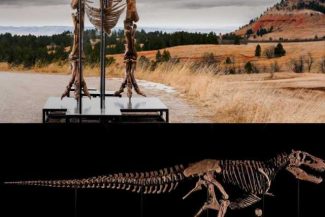 VIDEO Scheletul unui T-Rex, unul dintre cele mai bine conservate din lume, prezentat la New York