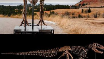 VIDEO Scheletul unui T-Rex, unul dintre cele mai bine conservate din lume, prezentat la New York