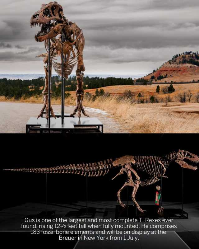 VIDEO Scheletul unui T-Rex, unul dintre cele mai bine conservate din lume, prezentat la New York