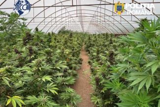 Neamț: Solar de mari dimensiuni, în care erau 2.669 de plante de canabis, descoperit la Dragomirești; 2 persoane reținute