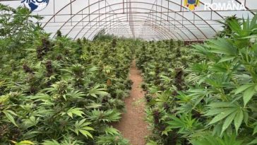 Neamț: Solar de mari dimensiuni, în care erau 2.669 de plante de canabis, descoperit la Dragomirești; 2 persoane reținute
