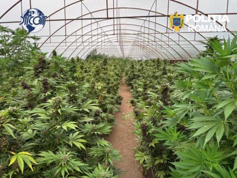 Neamț: Solar de mari dimensiuni, în care erau 2.669 de plante de canabis, descoperit la Dragomirești; 2 persoane reținute