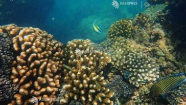 Marea Barieră de Corali din Australia nu este ‘în pericol’, ci într-o situație îngrijorătoare (raport UNESCO)