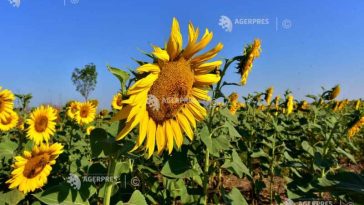 Suprafața cultivată în România, în creștere cu 40.000 de hectare în 2025