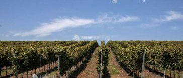 Ritmurile vegetative ale culturilor de câmp și speciilor pomi-viticole vor fi intensificate în majoritatea regiunilor agricole (agrometeo)