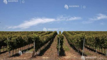 Ritmurile vegetative ale culturilor de câmp și speciilor pomi-viticole vor fi intensificate în majoritatea regiunilor agricole (agrometeo)