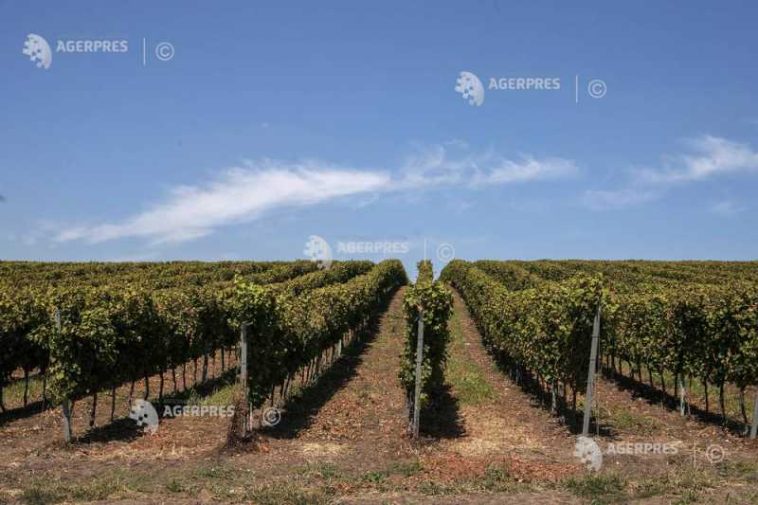 Ritmurile vegetative ale culturilor de câmp și speciilor pomi-viticole vor fi intensificate în majoritatea regiunilor agricole (agrometeo)