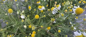 Buzău: NGT-urile ar putea modifica efectele plantelor medicinale; România ar putea deveni un producător mondial de ceaiuri