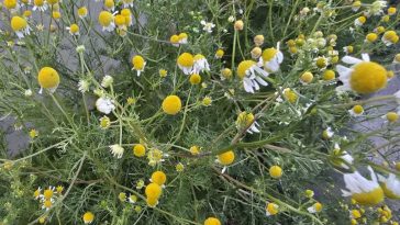 Buzău: NGT-urile ar putea modifica efectele plantelor medicinale; România ar putea deveni un producător mondial de ceaiuri
