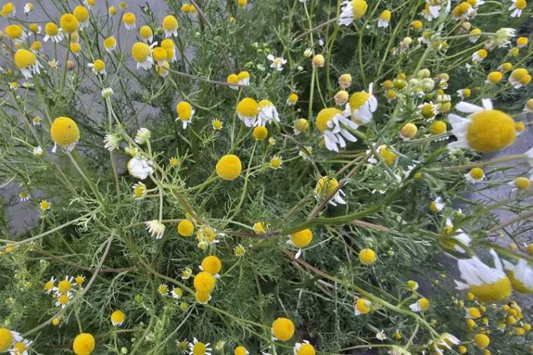 Buzău: NGT-urile ar putea modifica efectele plantelor medicinale; România ar putea deveni un producător mondial de ceaiuri