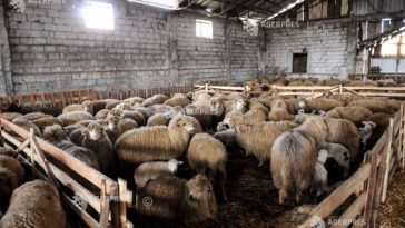 Vaslui: 80 de ovine provenite dintr-un transport neautorizat, sacrificate pentru evitarea răspândirii de boli