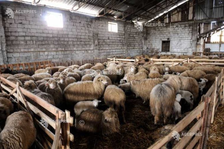 Vaslui: 80 de ovine provenite dintr-un transport neautorizat, sacrificate pentru evitarea răspândirii de boli