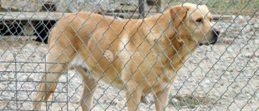Botoșani: Anchetă epidemiologică după apariția unui caz de rabie la un câine