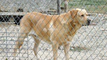 Botoșani: Anchetă epidemiologică după apariția unui caz de rabie la un câine