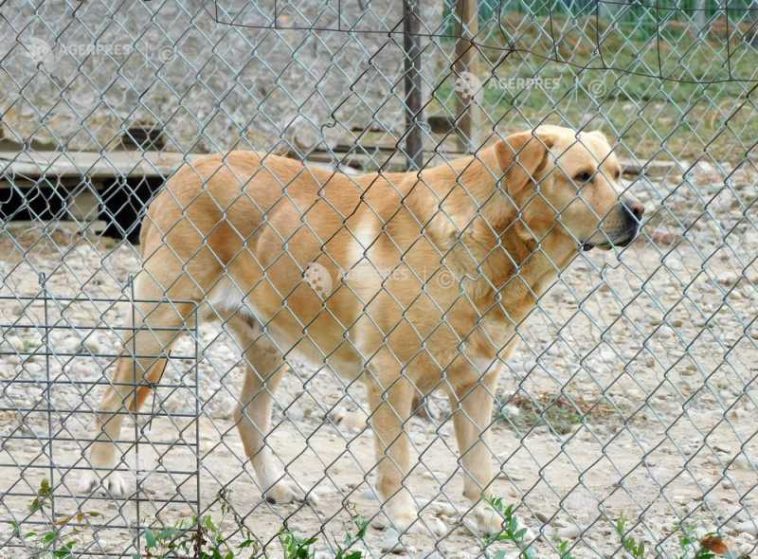 Botoșani: Anchetă epidemiologică după apariția unui caz de rabie la un câine