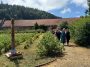 Harghita: Zilele Plantelor Medicinale din Ținutul Secuiesc, în weekend, la Șumuleu Ciuc