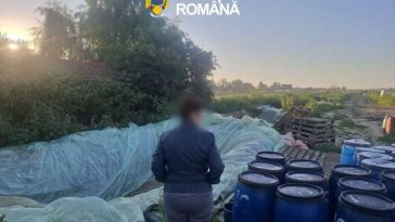 Dâmbovița: Aproximativ 8 tone de varză murată – distruse, după ce au fost găsite depozitate în gropi săpate în pământ