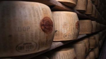 Italia: Producătorii de parmezan au probleme din cauza caniculei (GALERIE FOTO)