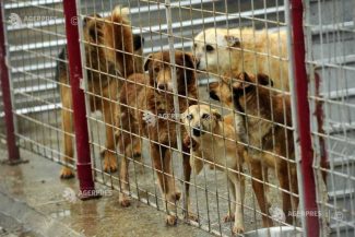ANSVSA a aplicat amenzi de 64.500 lei în urma controalelor la adăposturile de câini