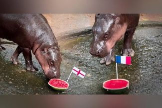 Fotbal – CM 2026: Hipopotamul Moo Deng prevede o finală Franța – Anglia