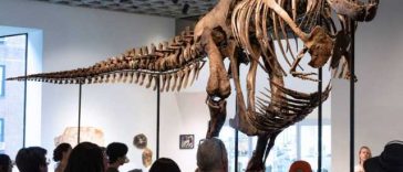 Un schelet de T-Rex, adjudecat pentru 50 de milioane de dolari la New York, un preț-record