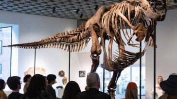 Un schelet de T-Rex, adjudecat pentru 50 de milioane de dolari la New York, un preț-record