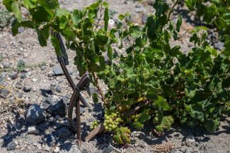 Australia se îndreaptă spre cea mai mică recoltă de struguri de vin din ultimii 25 de ani