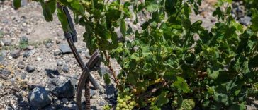 Australia se îndreaptă spre cea mai mică recoltă de struguri de vin din ultimii 25 de ani