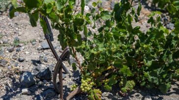 Australia se îndreaptă spre cea mai mică recoltă de struguri de vin din ultimii 25 de ani