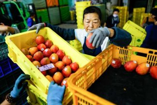 Taiwanul va începe să exporte mango de calitate superioară în Europa