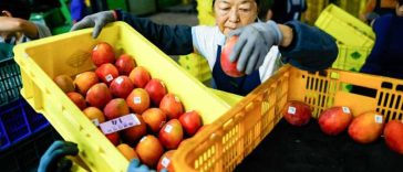 Taiwanul va începe să exporte mango de calitate superioară în Europa