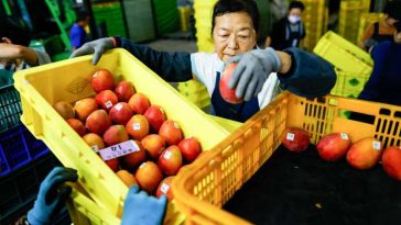 Taiwanul va începe să exporte mango de calitate superioară în Europa