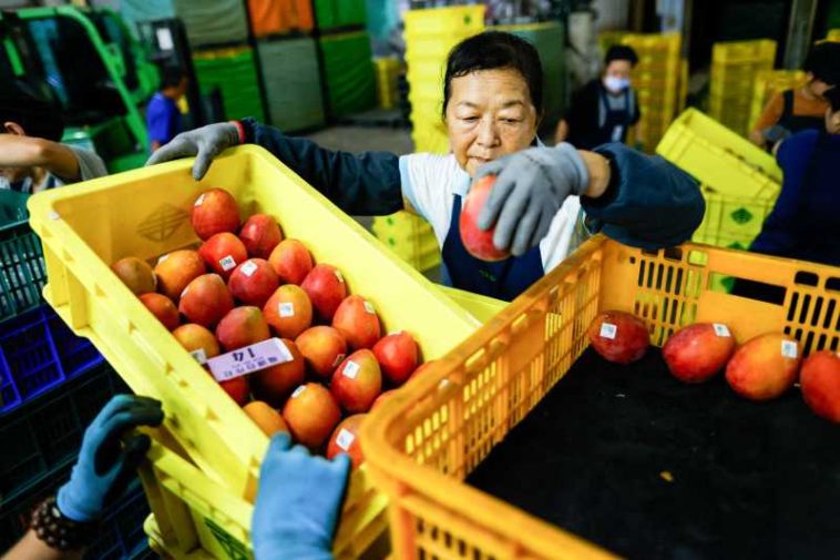 Taiwanul va începe să exporte mango de calitate superioară în Europa