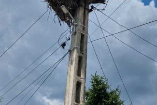 Buzău: Incendiu izbucnit într-un cuib cu trei berze, stins de pompieri; păsările nu au fost surprinse de flăcări