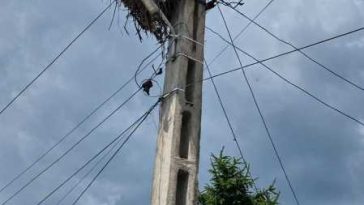 Buzău: Incendiu izbucnit într-un cuib cu trei berze, stins de pompieri; păsările nu au fost surprinse de flăcări
