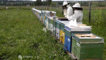 Harghita: Sezonul apicol este mai bun decât în 2025; rămâne o problemă prețul scăzut al mierii