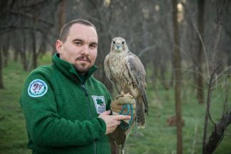 BTA/Cel mai bătrân șoim dunărean cunoscut stabilește un record mondial de longevitate, în Stara Zagora