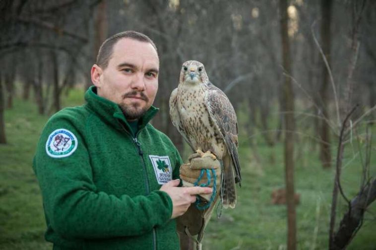 BTA/Cel mai bătrân șoim dunărean cunoscut stabilește un record mondial de longevitate, în Stara Zagora