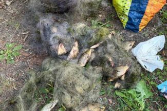 Giurgiu: Pește prins la plasă, eliberat de jandarmi în Delta Neajlovului