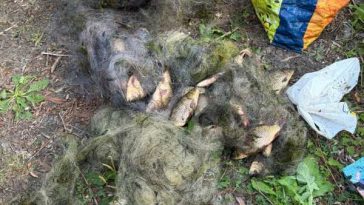 Giurgiu: Pește prins la plasă, eliberat de jandarmi în Delta Neajlovului