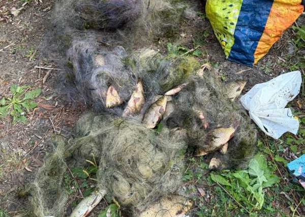 Giurgiu: Pește prins la plasă, eliberat de jandarmi în Delta Neajlovului