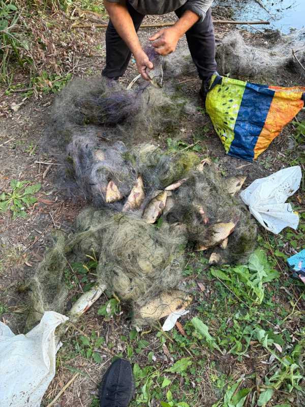 Giurgiu: Pește prins la plasă, eliberat de jandarmi în Delta Neajlovului